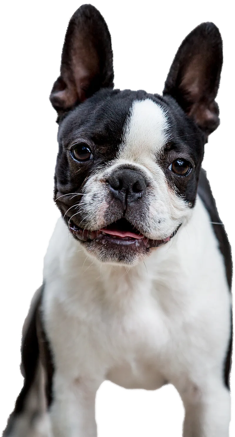 A black and white Boston terrier looking up