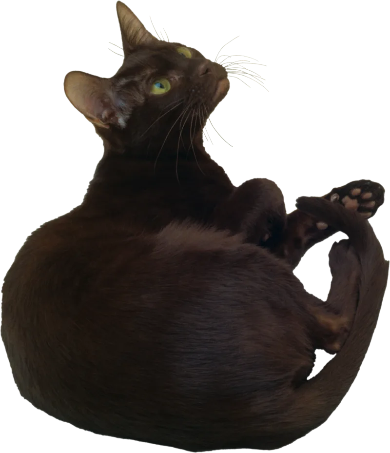 A chocolate-brown cat lying down and looking up