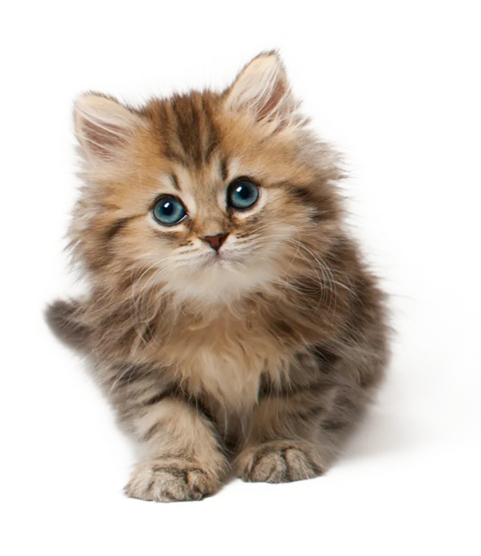 A fluffy tabby kitten with blue eyes