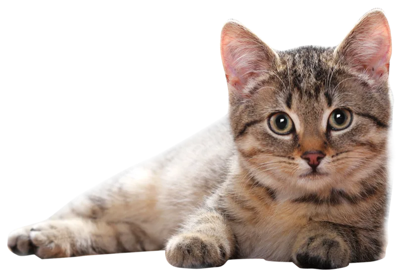 A tabby kitten lying down and looking at the camera