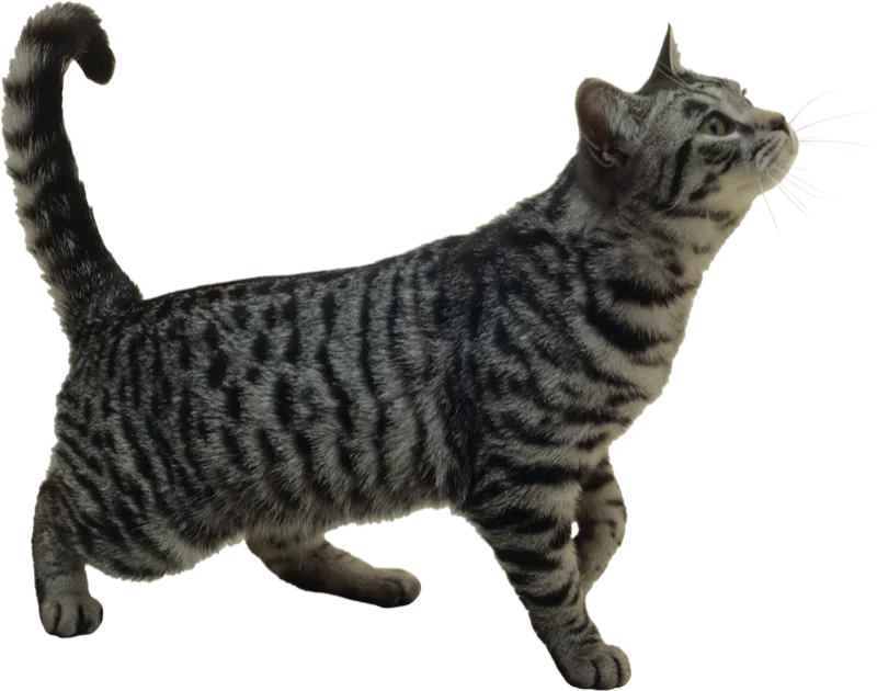 A silver tabby cat walking with its tail up