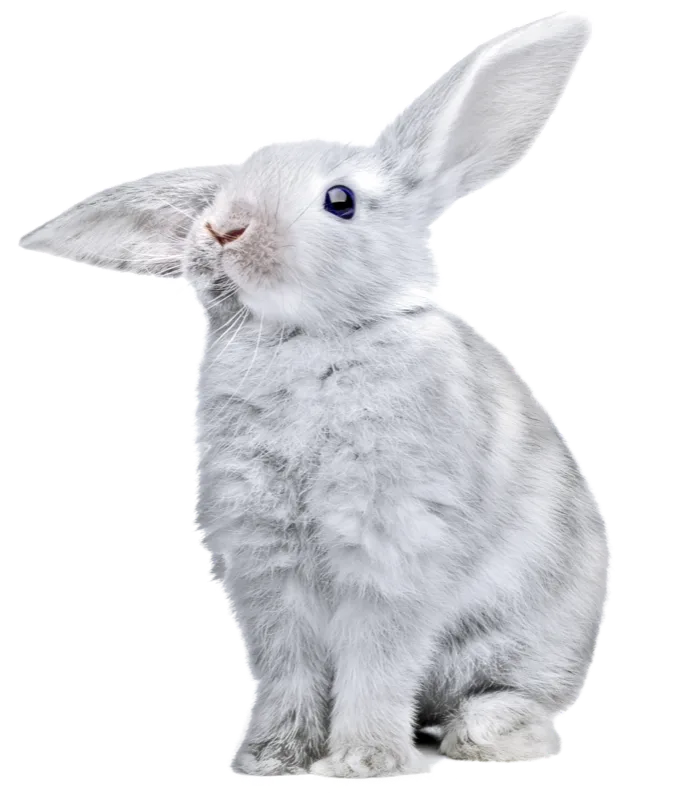 A white rabbit sitting with one ear up